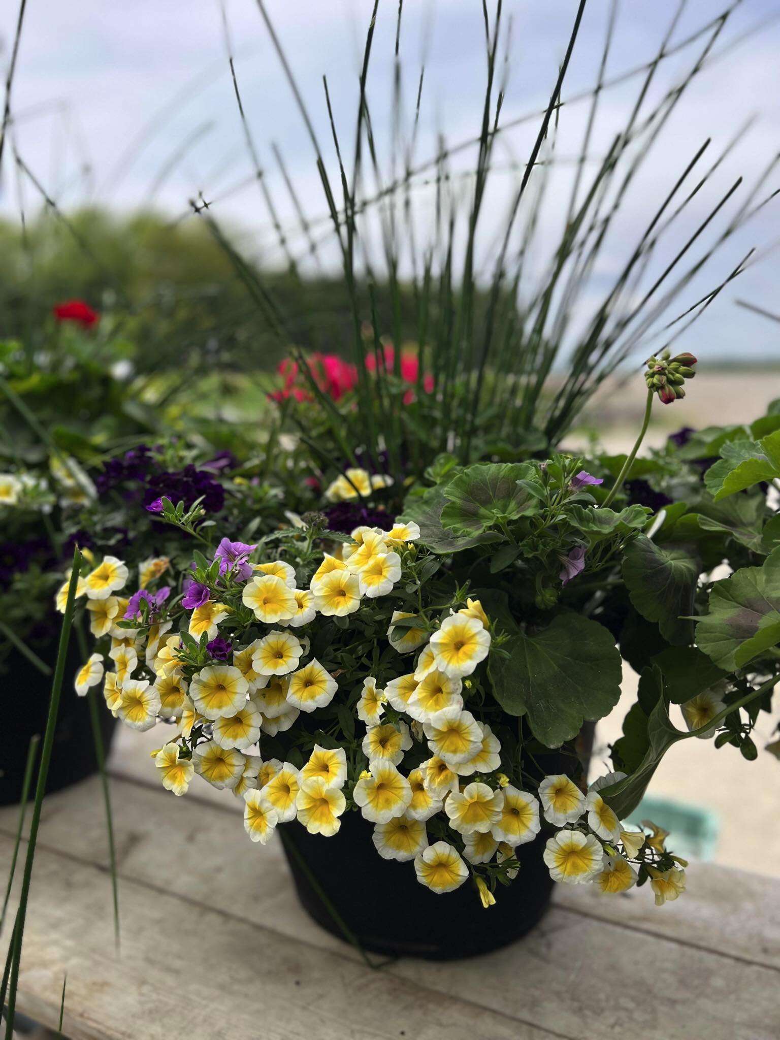 Beautiful Planter full of assorted plants from Petals and Foliage