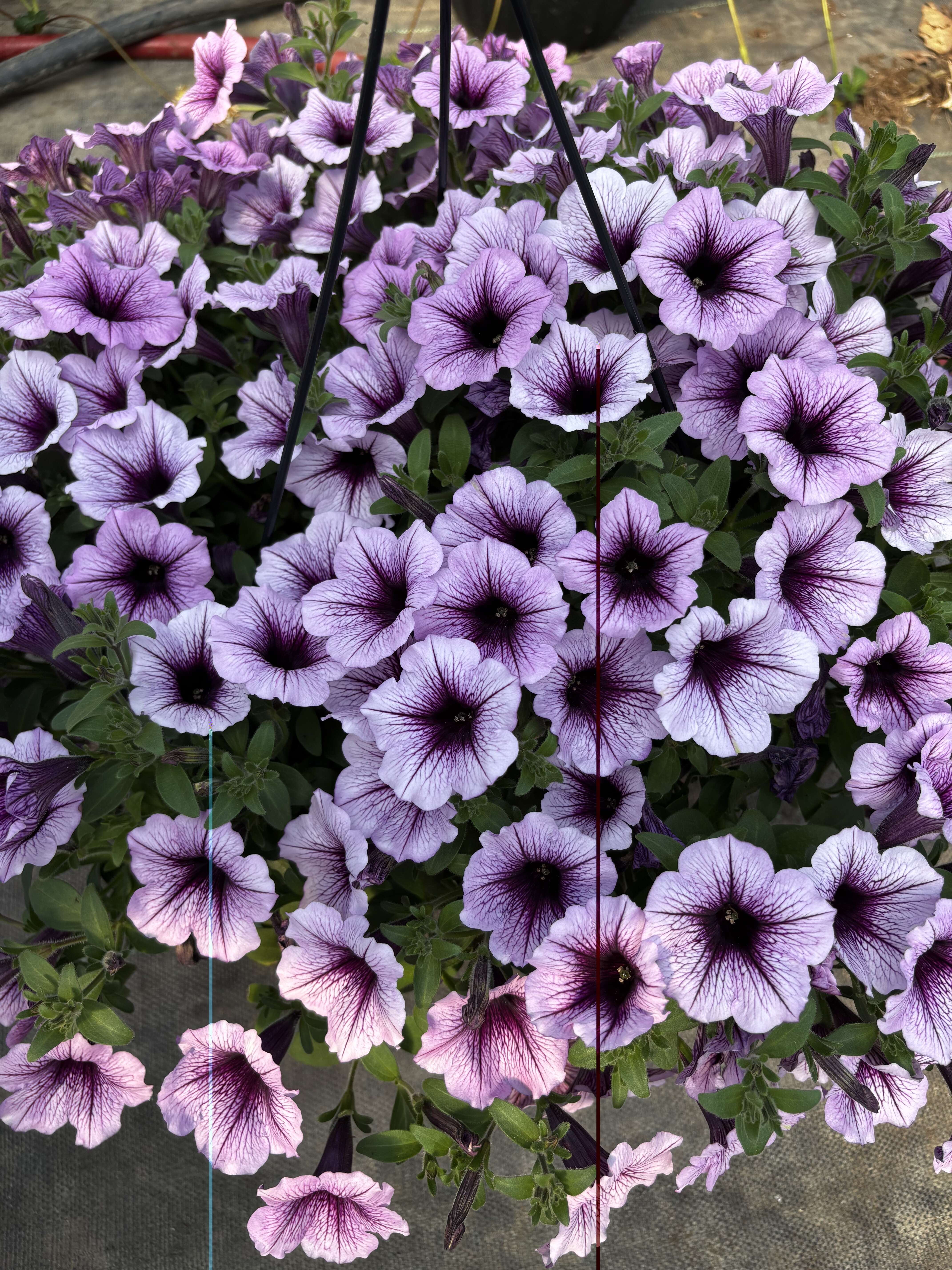 TWO Stunning Hanging Baskets of Supertunias